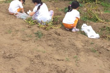 Sweet Potato Digging in Kawagoe