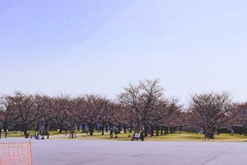 Cherry blossoms at Kasenjiki Central Park