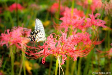 10 Things to Do in Japan in September