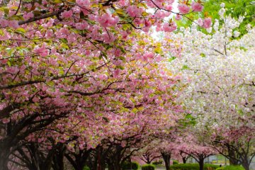 Cycling in Kawagoe Park