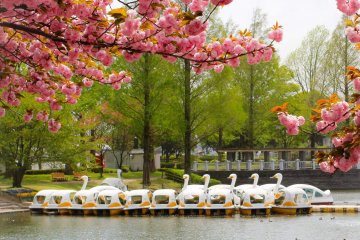Things to Do at Kawagoe Park
