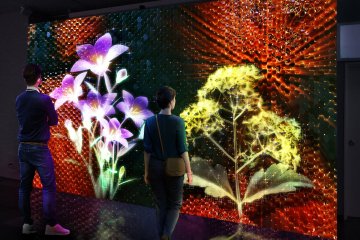 Flower and butterfly projections educate visitors about the area's nature