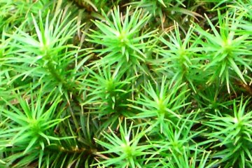 <p>Shisendo Temple's Heritage Garden - beauty in miniature</p>