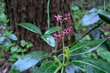 Silk Vines あおきのはな
