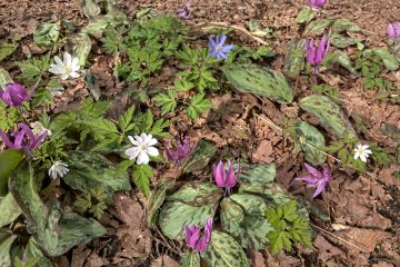Erythronium Japonicum カタクリ and Anemone Apennina キクザキイチゲ 