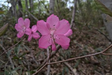 Rododendron Mucronulatum アケボノツツジ