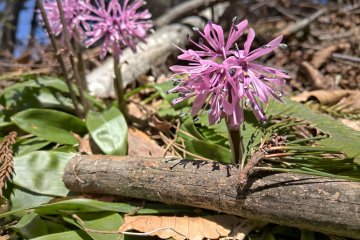 Helonias ショウジョウバカマ