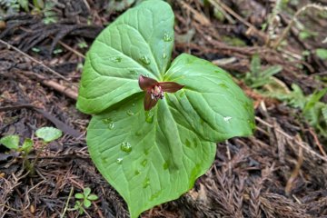 Trillium Sulcatum えんれそう