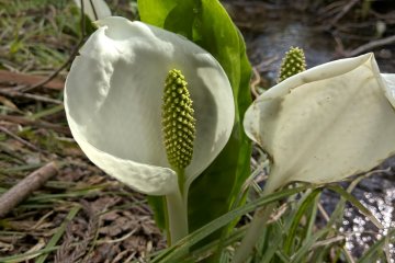 Skunk Cabbage ミズバショウ