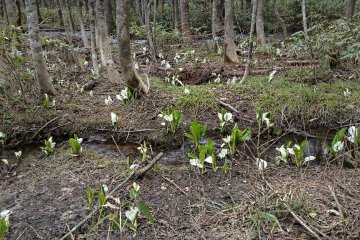 Skunk Cabbage field