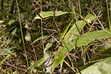 Bamboo Blossom 笹野花