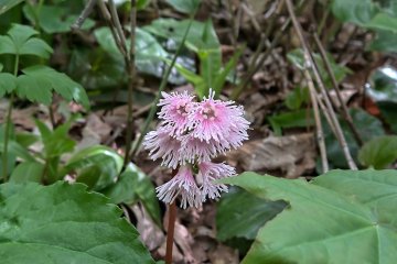 Fringed galax 岩鏡