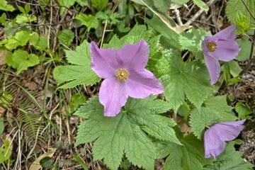 Glaucidium Palmatum シラネアオイ