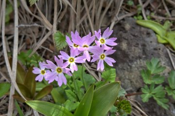 Siberian Primrose りぶろぐ