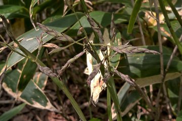Bamboo Blossoms 笹野花