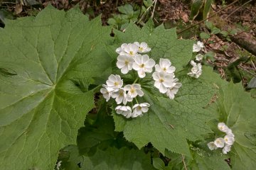 Skeleton Flower サンカヨウ