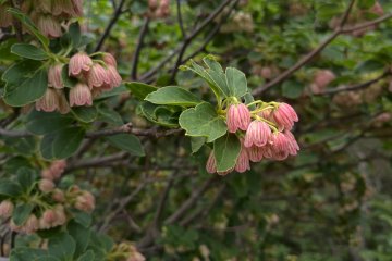 Redvein Ekianthus 銅弾つつじ