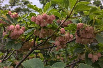 Redvein Ekianthus　銅弾つつじ