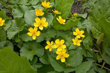 Marsh Marigold りゅきんか