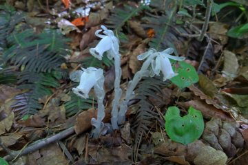 Indian Pipes (Monotropa) きんりおうそうもどき