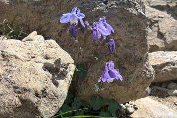 Columbine オダマキ