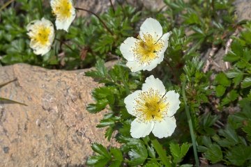 Geum Pentapetala チングルマ