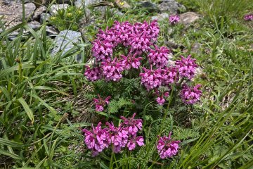 Pedicularis Verticillata タカネシオガマ