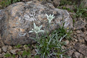 Hayachine Edelweiss うすゆきそう
