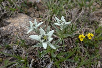 Hayachine Edelweiss うすゆきそう