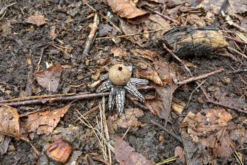 Barometer Earthstar うちぐりつちぐり