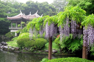 Shinjuku Gyoen on a rainy day