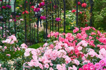 Kioi Autumn Roses 2021
