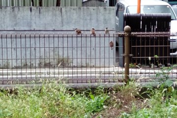 Some of the local resident birds