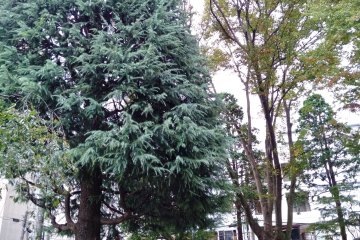 While small, the park has a variety of large trees