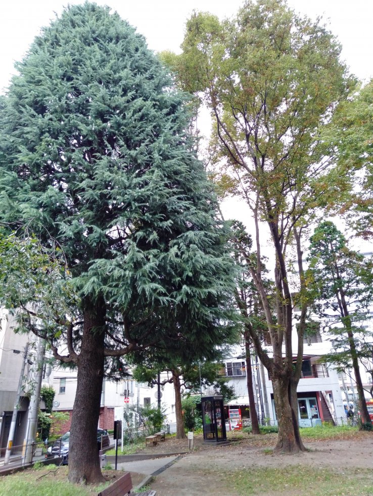 While small, the park has a variety of large trees