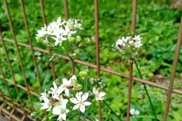 The park has a few flowers along the perimeter 