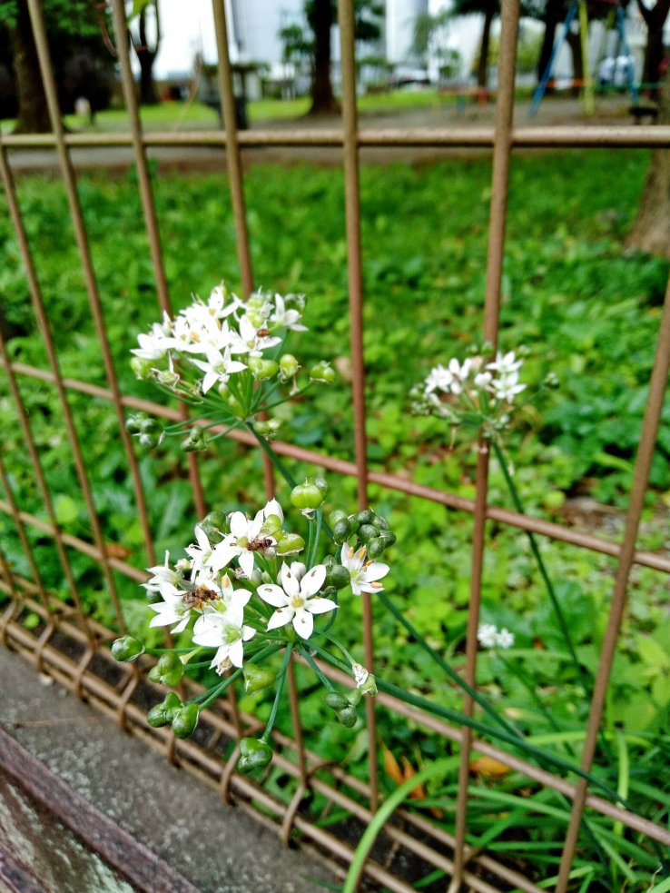 The park has a few flowers along the perimeter 