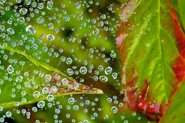 Glittering waterdrops on a spider-web