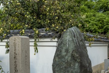 The fruits of autumn billow over a wall at Isshinji Tennoji