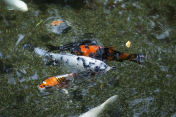 The beauty of Koi never fails to bewitch me at Isshinji Tennoji