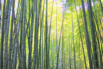 Free Virtual Event: A Journey of Spirituality and Fun 2021