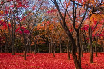 5 Fall Foliage Spots in Chiyoda Ward