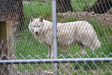 Miwook at Wolf Haven, Washington State