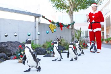 Sea Paradise Christmas  2021