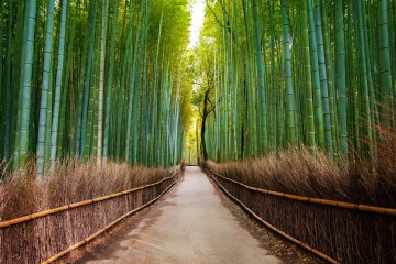An alluring nature path