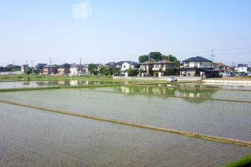 Rice fields on a plain