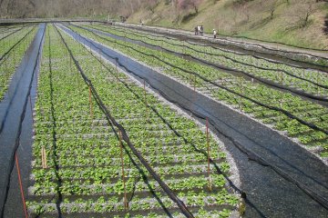 Wasabi grows in pure water