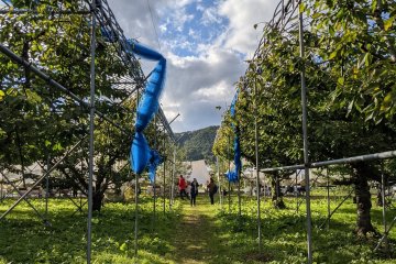 Surrounded by apple trees