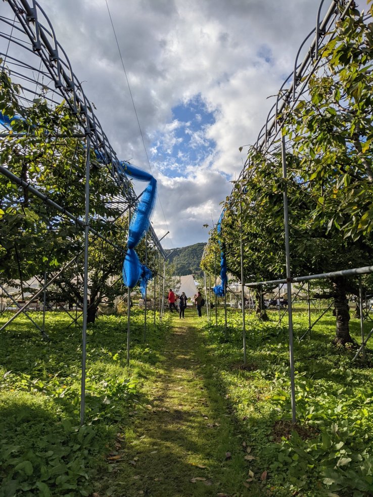 Surrounded by apple trees