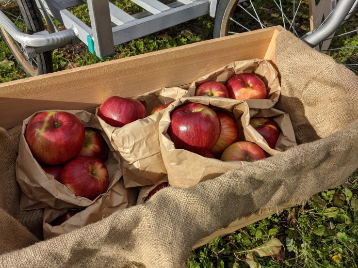 Fresh apples for purchase